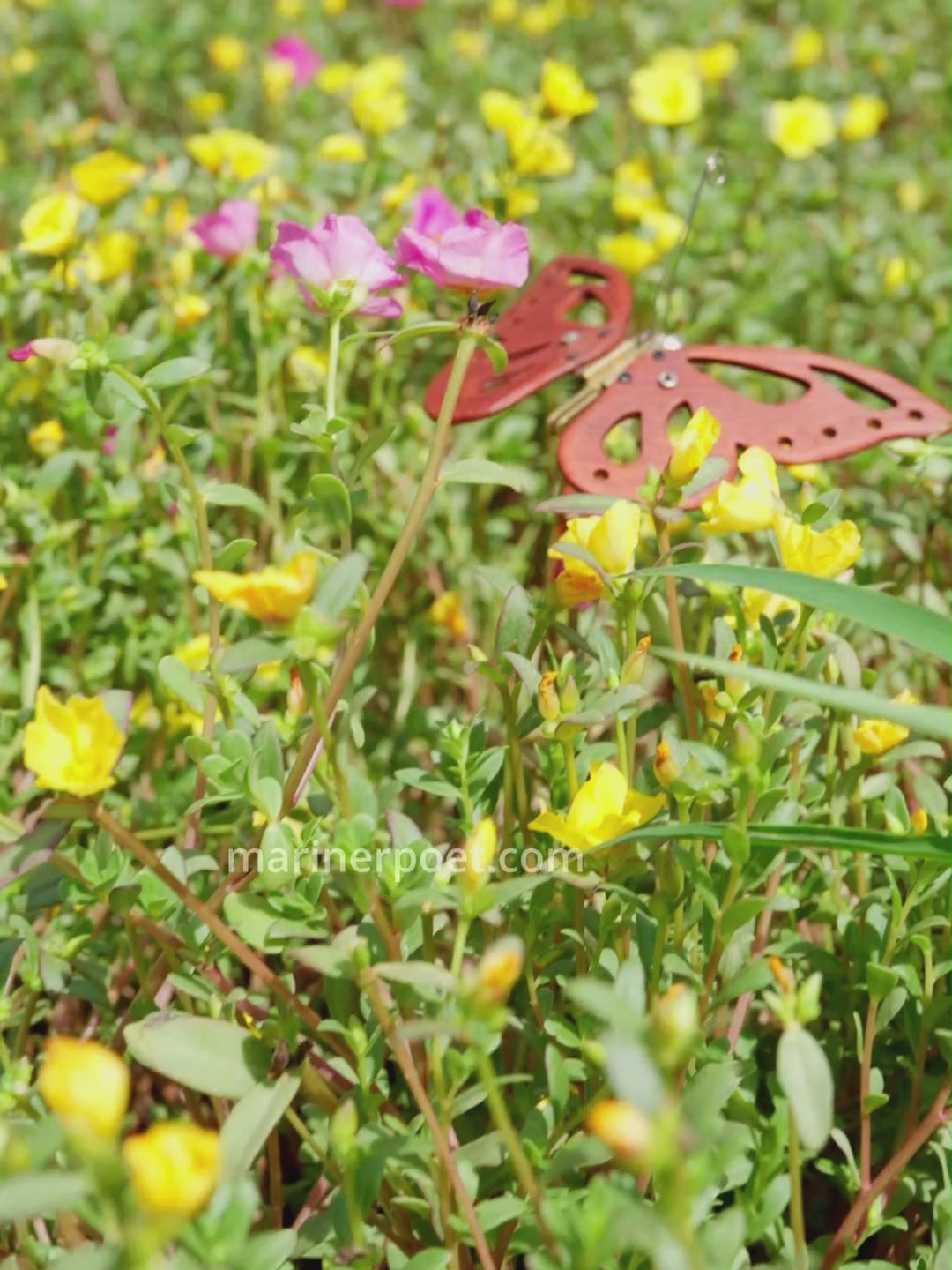 Load video: MarinerPoet Handcrafted Wooden Butterfly Automaton — Fluttering Kinetic Sculptur